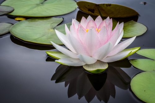 jay-castor-7AcMUSYRZpU-unsplash-web-flip.jpg